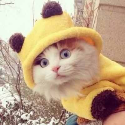 呆萌可爱的猫咪头像精选   有喜欢猫咪头像的嘛