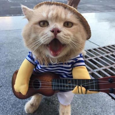呆萌可爱的猫咪头像精选   有喜欢猫咪头像的嘛