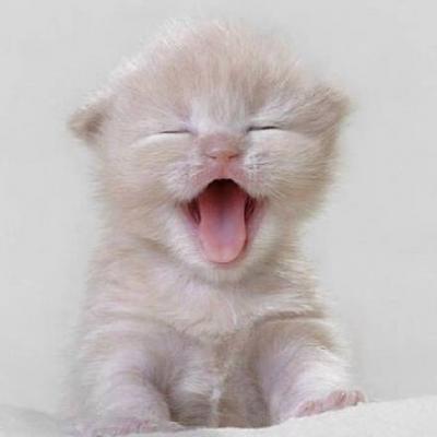 呆萌可爱的猫咪头像精选   有喜欢猫咪头像的嘛