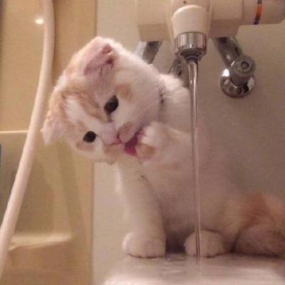 呆萌可爱的猫咪头像精选   有喜欢猫咪头像的嘛