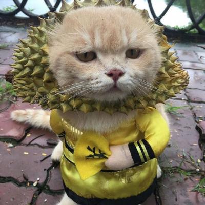 呆萌可爱的猫咪头像精选   有喜欢猫咪头像的嘛