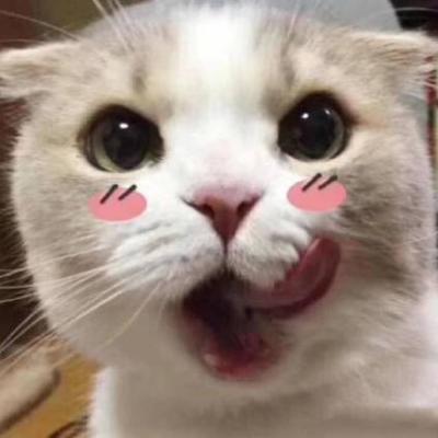 呆萌可爱的猫咪头像精选   有喜欢猫咪头像的嘛