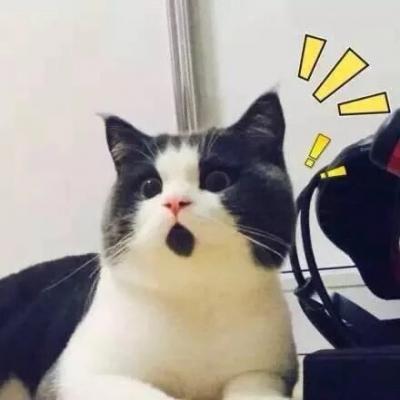 呆萌可爱的猫咪头像精选   有喜欢猫咪头像的嘛