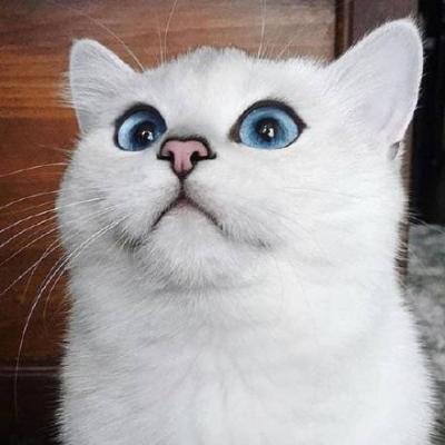 呆萌可爱的猫咪头像精选   有喜欢猫咪头像的嘛
