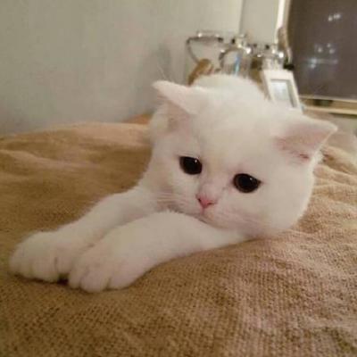 呆萌可爱的猫咪头像精选   有喜欢猫咪头像的嘛