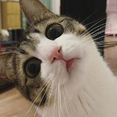 呆萌可爱的猫咪头像精选   有喜欢猫咪头像的嘛