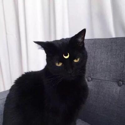 呆萌可爱的猫咪头像精选   有喜欢猫咪头像的嘛