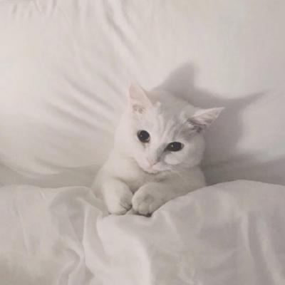 呆萌可爱的猫咪头像精选   有喜欢猫咪头像的嘛