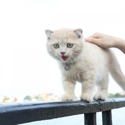 呆萌可爱的猫咪头像精选   有喜欢猫咪头像的嘛