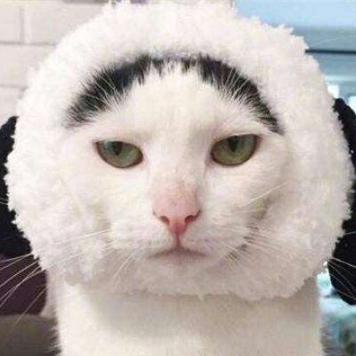 猫咪情头