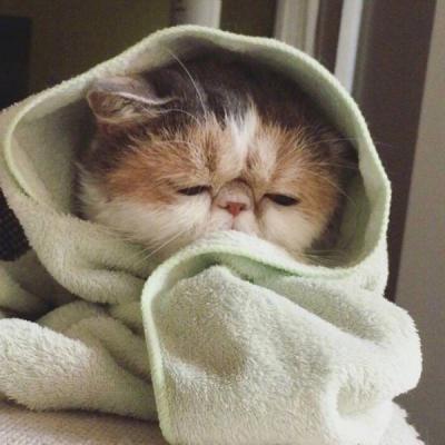 猫咪头像可爱微信头像  日常吸猫啦