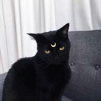苏九九：是猫咪没错了?喵呜~