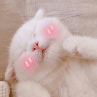 苏九九：是猫咪没错了?喵呜~