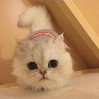 苏九九：是猫咪没错了?喵呜~