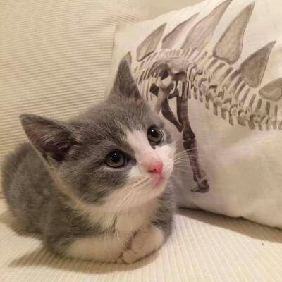 苏九九：是猫咪没错了?喵呜~