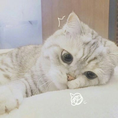 苏九九：是猫咪没错了?喵呜~