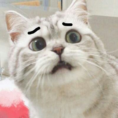 苏九九：是猫咪没错了?喵呜~