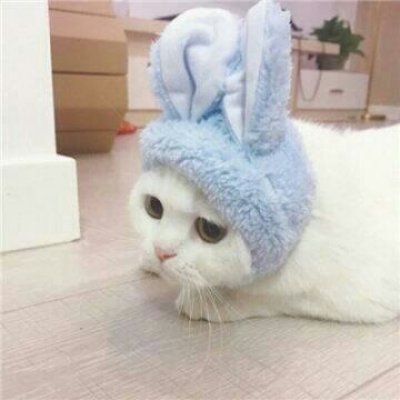 苏九九：是猫咪没错了?喵呜~