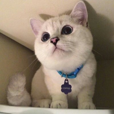 苏九九：是猫咪没错了?喵呜~
