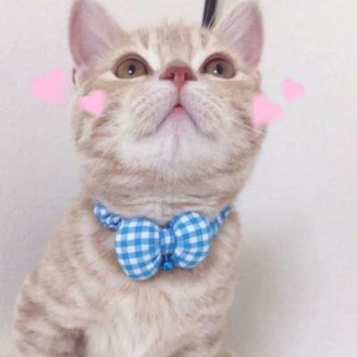 苏九九：是猫咪没错了?喵呜~