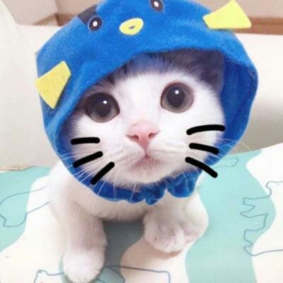 苏九九：是猫咪没错了?喵呜~