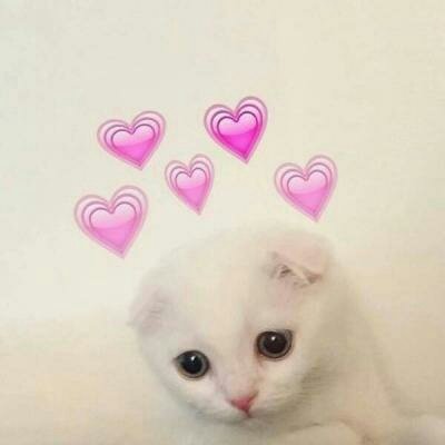 苏九九：是猫咪没错了?喵呜~