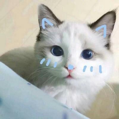 苏九九：是猫咪没错了?喵呜~