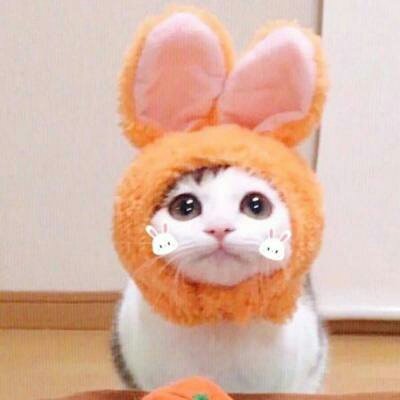 苏九九：是猫咪没错了?喵呜~