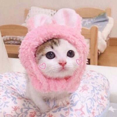 苏九九：是猫咪没错了?喵呜~