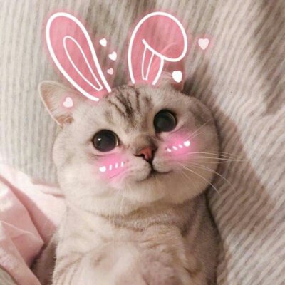 苏九九：是猫咪没错了?喵呜~