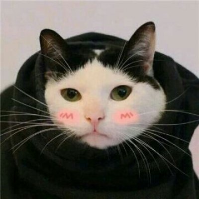 苏九九：是猫咪没错了?喵呜~
