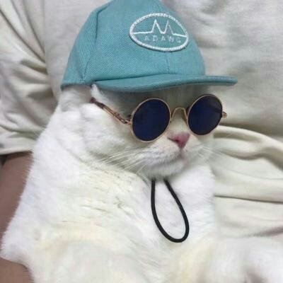 苏九九：是猫咪没错了?喵呜~
