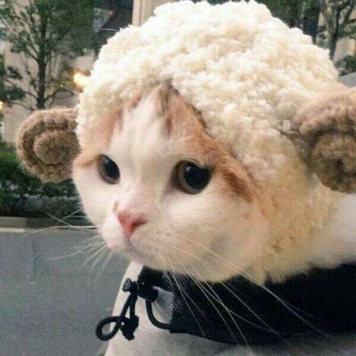 苏九九：是猫咪没错了?喵呜~