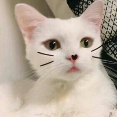 苏九九：是猫咪没错了?喵呜~