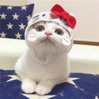 苏九九：是猫咪没错了?喵呜~