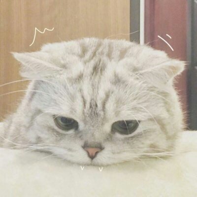苏九九：是猫咪没错了?喵呜~