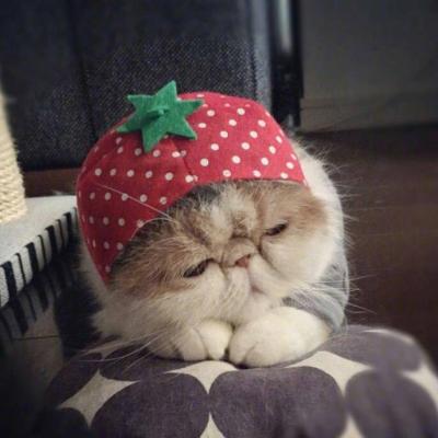 咪~