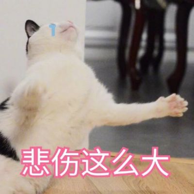 我是不是你的小可爱