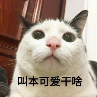 我是不是你的小可爱