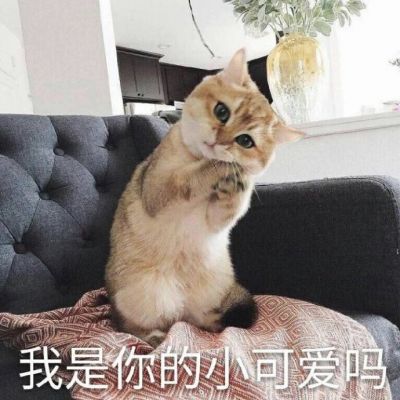 我是不是你的小可爱
