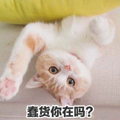 我是不是你的小可爱
