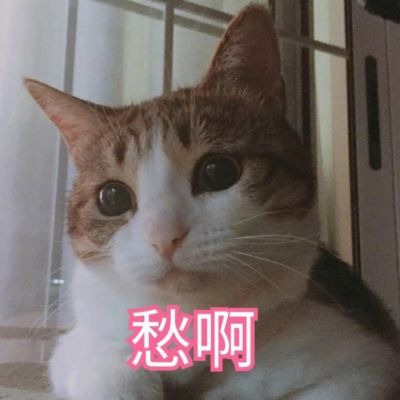 我是不是你的小可爱