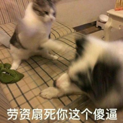 搞笑无底线的表情包
