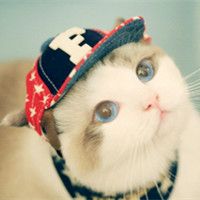 软萌猫咪头像