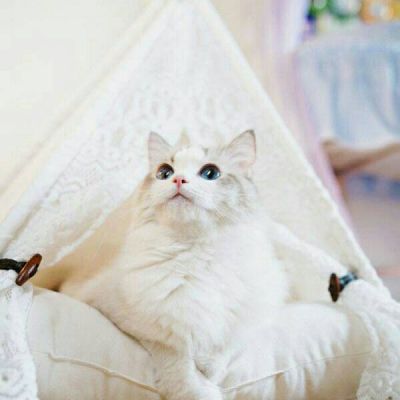 猫咪