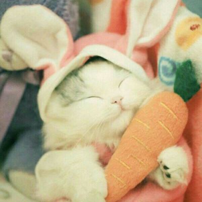 猫咪