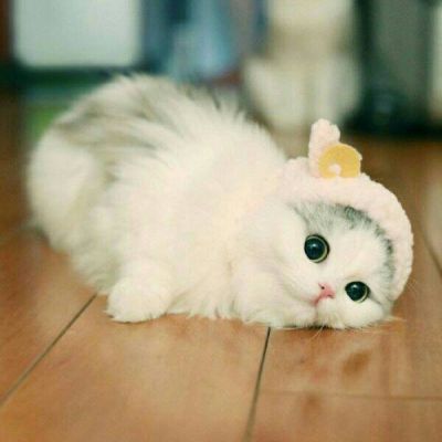 猫咪