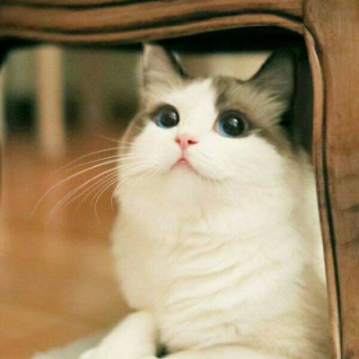 猫咪