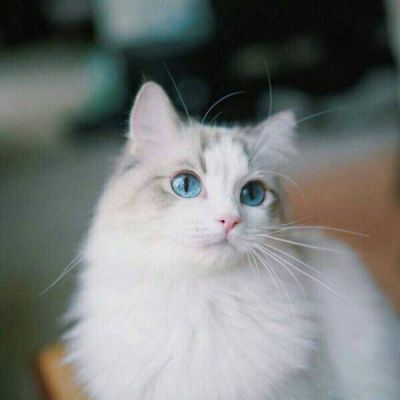 猫咪