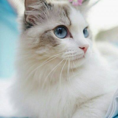 猫咪